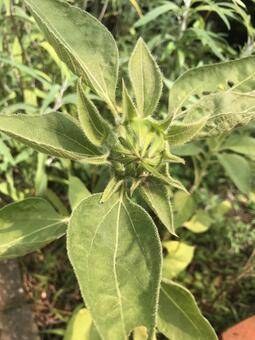 向日葵小圓麵包, 向日葵, 叶, 植物, JPG