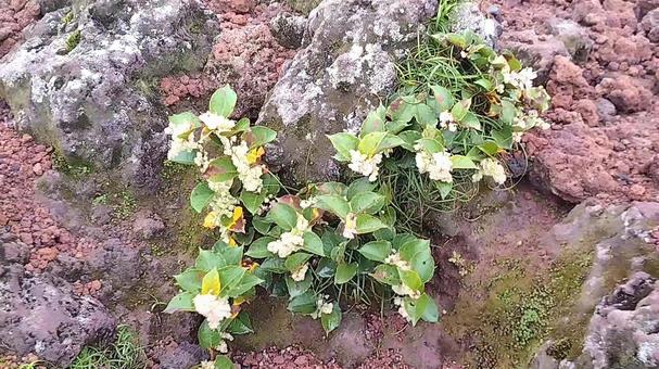 高山植物 登山,山道,霧の写真素材