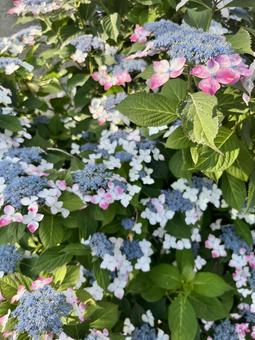 色とりどりの紫陽花 色とりどりの紫陽花の写真