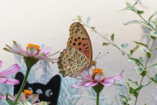 Photo, tsunaglo hiyomon, butterfly, creatures, 