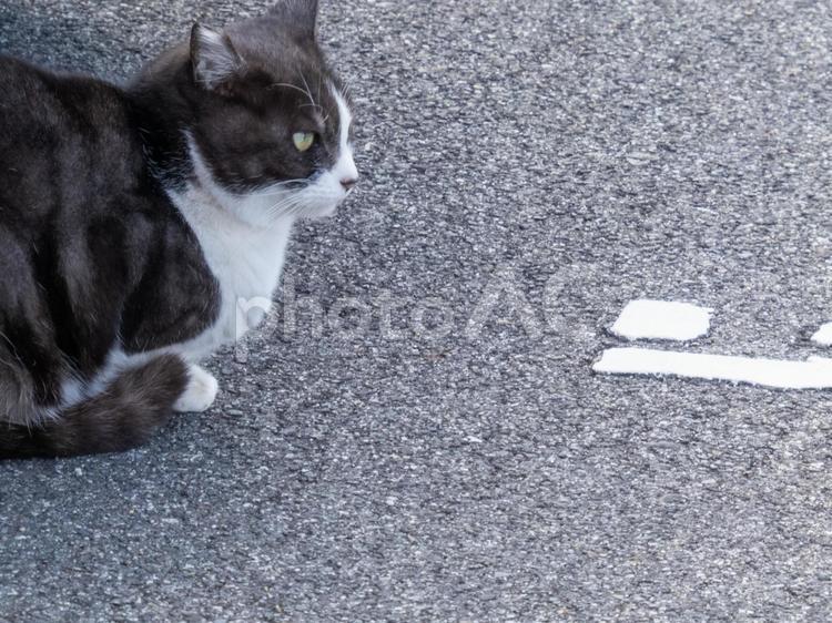 一点を見つめる猫さん 猫,ネコ科,動物の写真素材