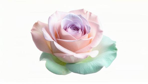淡いピンクの薔薇(背景透過) 淡いピンクの薔薇(背景透過)の写真