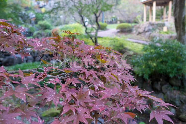 色づいた熱海梅園のもみじ 熱海梅園,紅葉,もみじの写真素材