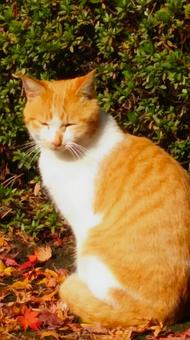 猫 2016 01 猫 2016 01の写真