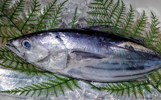 鮮度のいいカツオ 鮮度のいいカツオ 鰹,魚,魚屋の写真素材