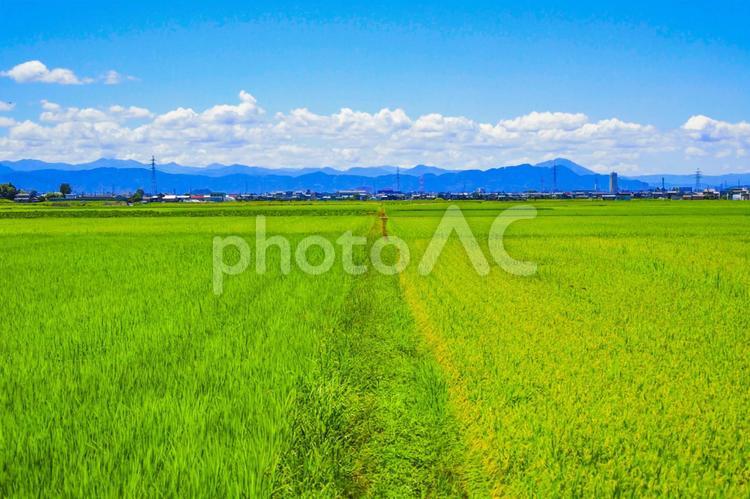 日本の田園風景と青空 田園,田園風景,田舎の写真素材