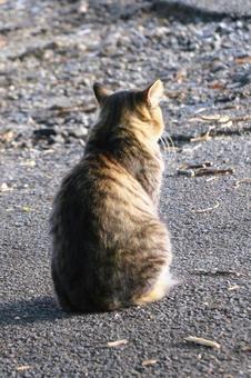 キジトラ猫の写真