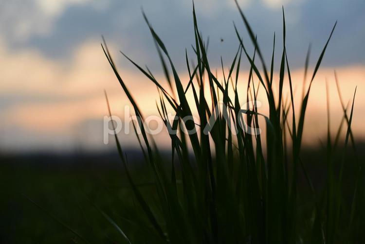 夕日に照らされる草のシルエット 空,風,夕日の写真素材