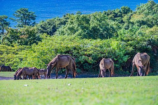 鹿児島　開聞山麓自然公園（トカラ馬牧場） 開聞山麓自然公園,トカラ馬牧場,開聞岳の写真素材