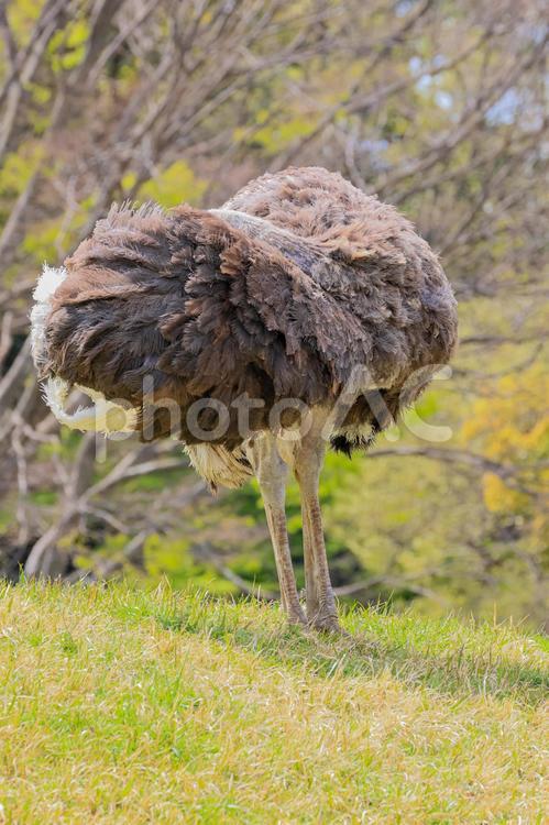 ダチョウ 野生動物,生物,自然の写真素材