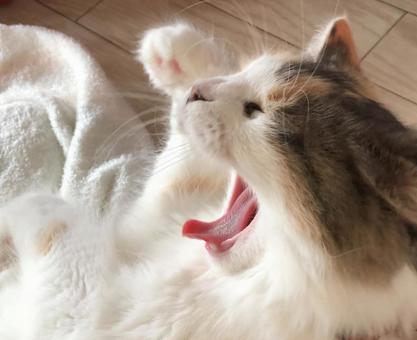 あくびをするふわふわの三毛猫 猫,サイベリアン,長毛種の写真素材