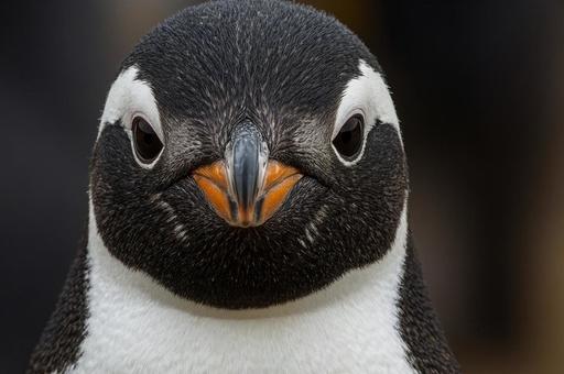 ペンギン正面顔 ペンギン正面顔の写真