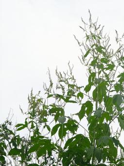 オオブタクサ オオブタクサの写真