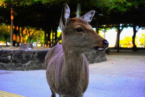 日本三景宮島の鹿 宮島,厳島,宮島の鹿の写真素材