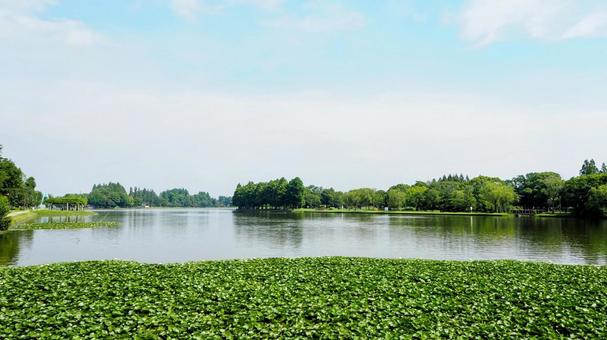 夏の水元公園・池の睡蓮&緑の木々・葛飾区 夏の水元公園・池の睡蓮&緑の木々・葛飾区の写真