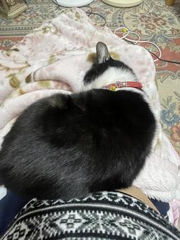 ネコの日常 猫,可愛い,ペットの写真素材