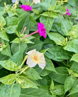 おしろい花が可愛いの写真