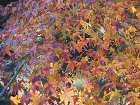 紅葉 紅葉の写真