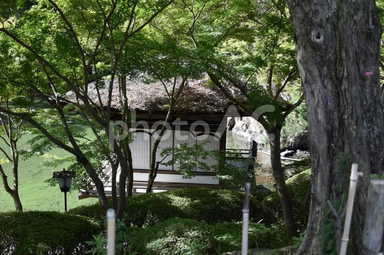 和歌山城公園　鳶魚閣 和歌山城公園,和歌山城,和歌山県の写真素材
