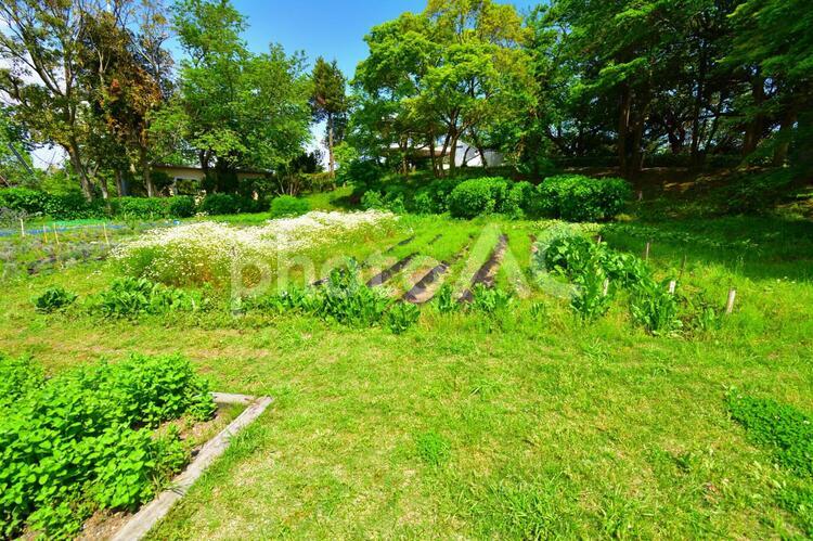小さな野菜畑 小さな野菜畑,家庭菜園,農園の写真素材