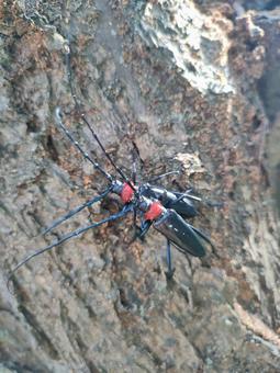 交尾するクビアカツヤカミキリ 交尾するクビアカツヤカミキリの写真