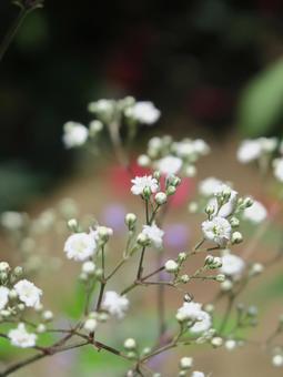 かすみ草 かすみ草の写真