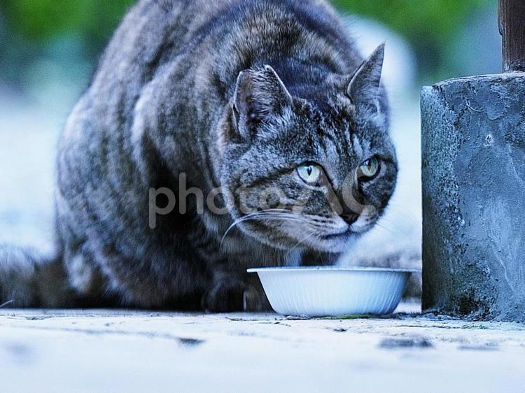 野良猫くんのお食事タイム① 猫,野良猫,キジトラの写真素材
