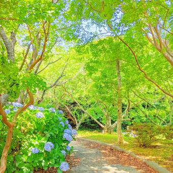 あじさいと緑 あじさいと緑の写真