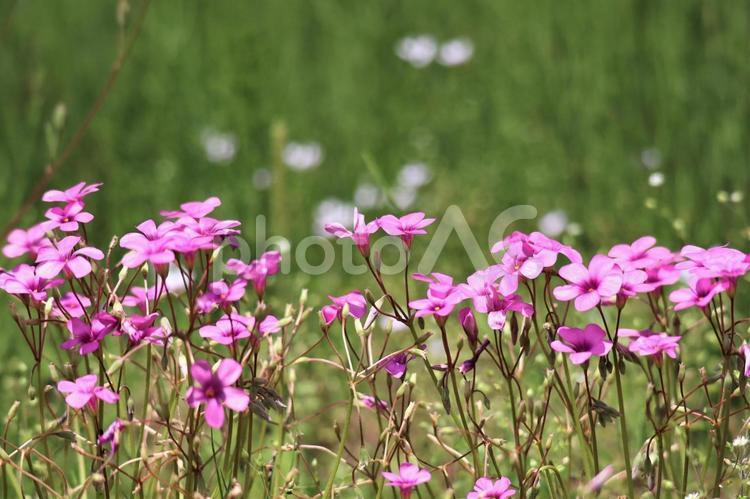 集まって可愛いく咲くイモカタバミ 可愛い,綺麗,イモカタバミの写真素材
