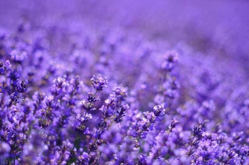 ラベンダー ラベンダー ラベンダー,花畑,紫の花の写真素材