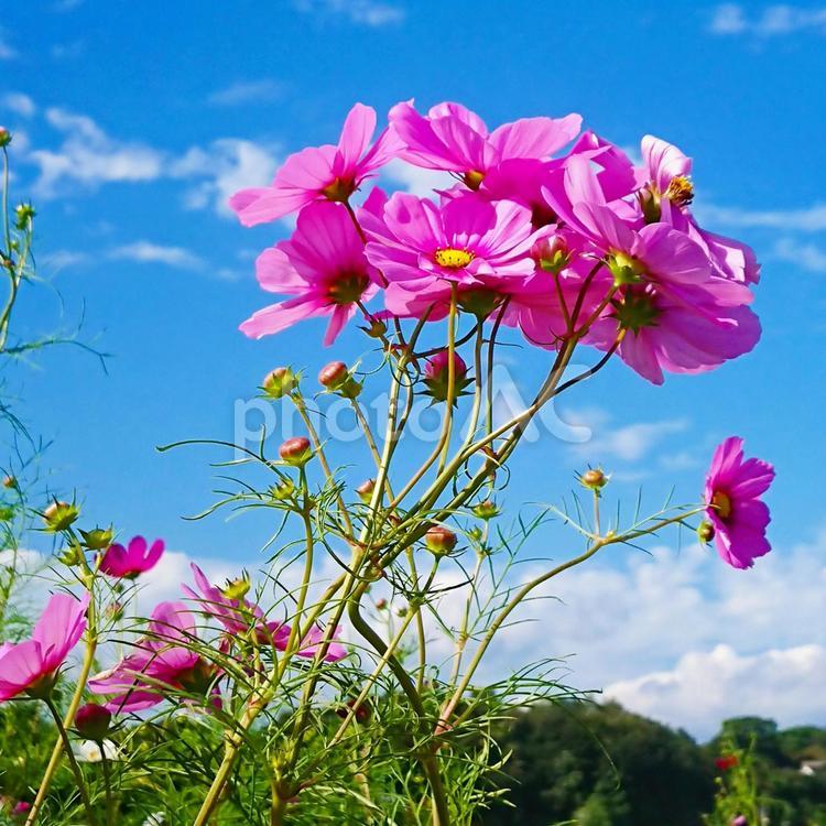 ピンクのコスモス　秋の風景 花,植物,ピンクの写真素材