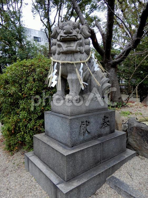 堀越神社　狛犬 堀越神社,狛犬,神社の写真素材