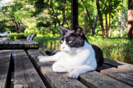 ベンチで寝るねこちゃんの写真