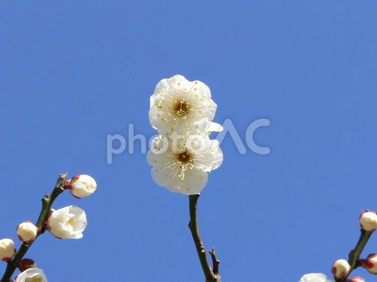 冬晴れの陽光で開花始めた白梅 白梅,梅の木,梅の花の写真素材