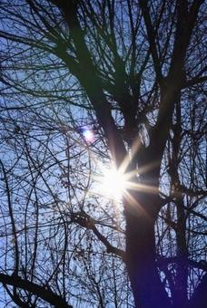 木と太陽の光 自然,太陽,光の写真素材