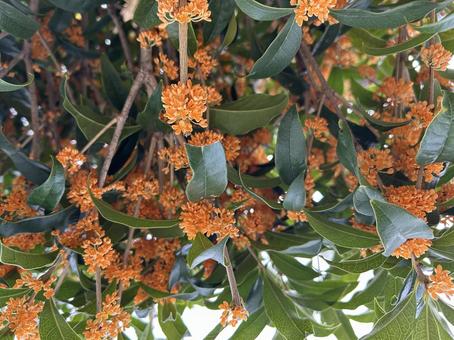 キンモクセイの写真 キンモクセイ,秋,緑の写真素材