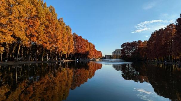 埼玉県さいたま市　浦和別所沼公園　紅葉3 浦和別所沼公園,公園,埼玉県の写真素材