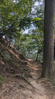 みち みち,葉,緑の写真素材