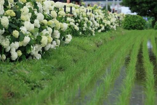 紫陽花と田園風景 紫陽花と田園風景の写真