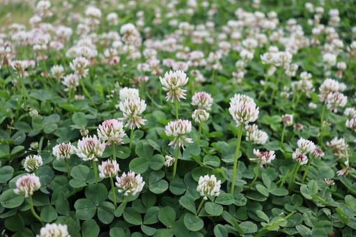 シロツメクサの群生の写真