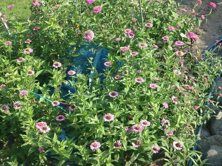 咲き誇る花 咲き誇る花の写真