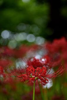 秋の花:ヒガンバナ51 秋の花:ヒガンバナ51の写真