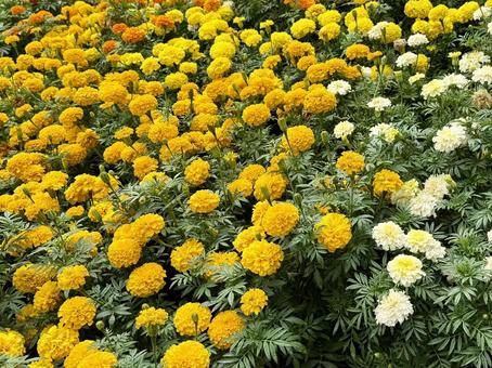 満開のマリーゴールド 満開のマリーゴールド マリーゴールド,花,園芸の写真素材