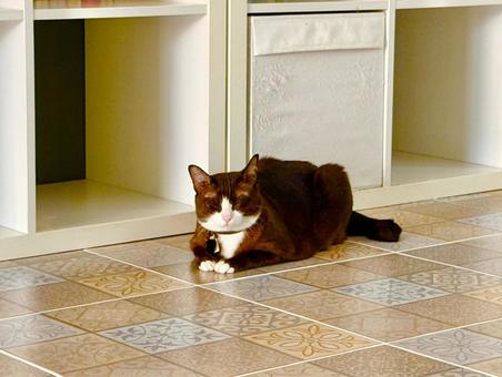 リビングで眠る黒猫 リビングで眠る黒猫 猫,ネコ,ねこの写真素材