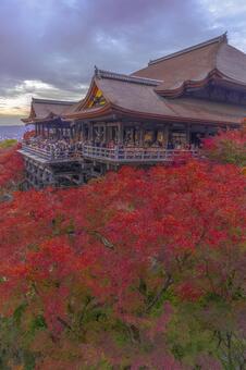 京都　清水寺　紅葉 清水寺,紅葉,清水の舞台の写真素材