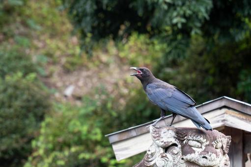 狛犬の上に留まるカラス 狛犬の上に留まるカラスの写真