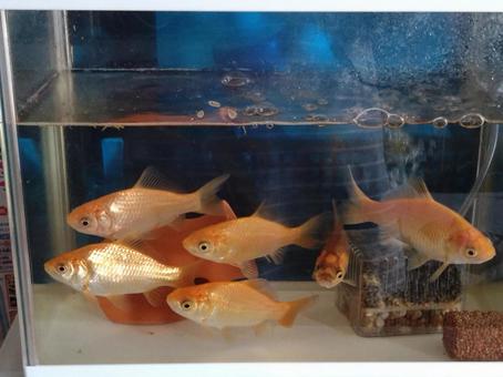 金魚 金魚 金魚,水槽,魚の写真素材