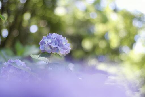 紫陽花の写真