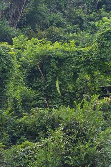 世界最大の豆　モダマの写真