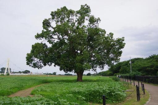 公園の大きな木 大木,公園,畑の写真素材